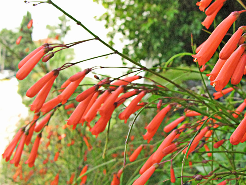 Guia Completo de Rega para Plantas em Locais Ventosos