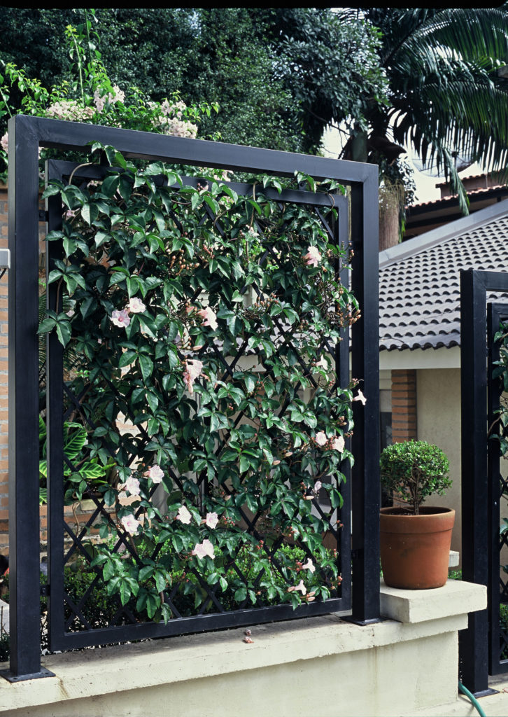 Guia Completo de Rega para Plantas em Locais Ventosos