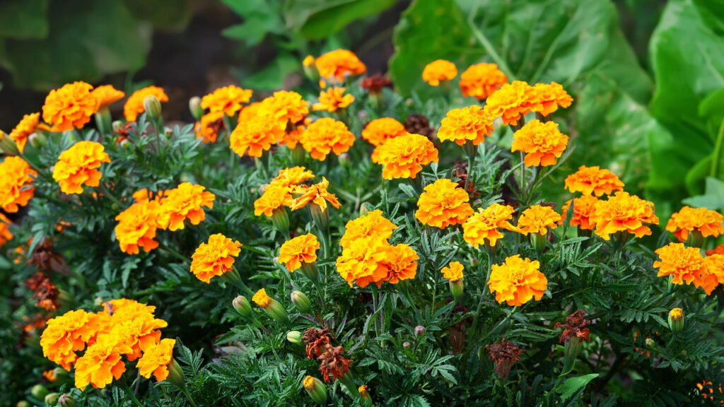 Como Podar Plantas para Resistir ao Vento