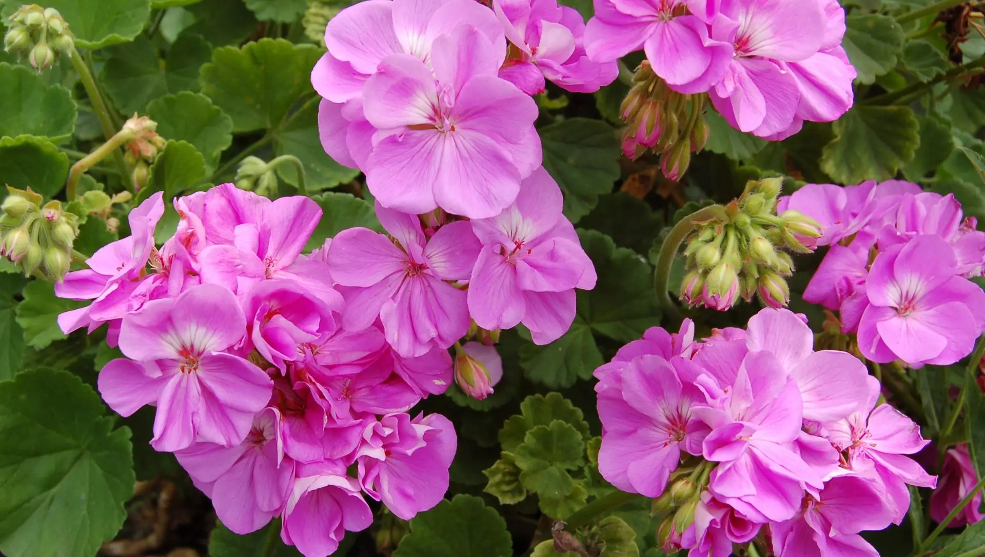 Plantas de Sombra Resistentes ao Vento