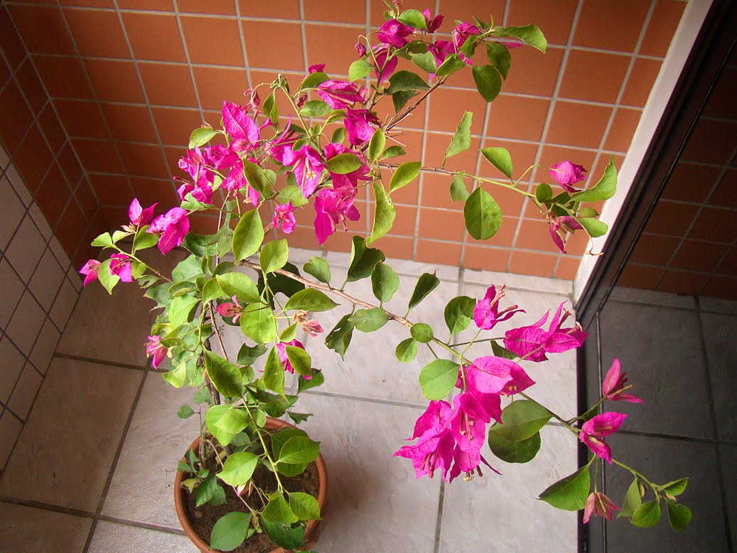 Ervas Aromáticas para Varandas com Vento