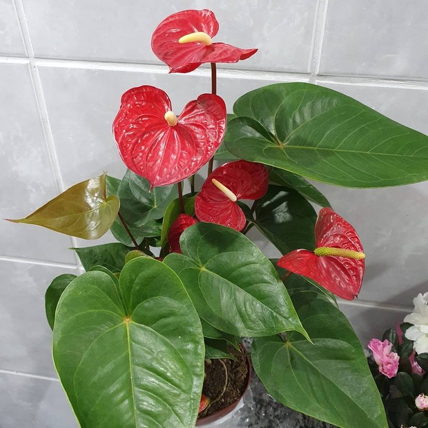 Como Podar Plantas para Resistir ao Vento