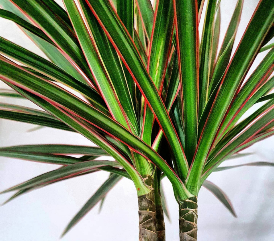 Ervas Aromáticas para Varandas com Vento