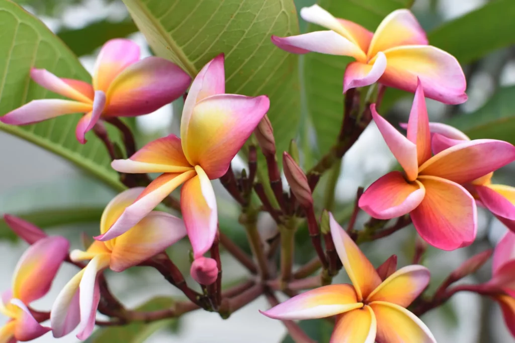 Como Podar Plantas para Resistir ao Vento