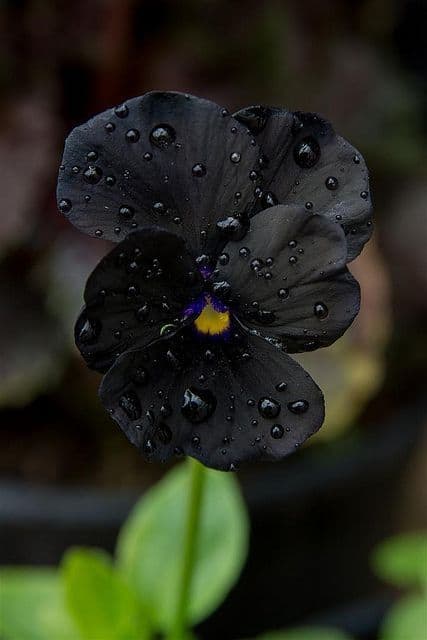 flores vinho tinto