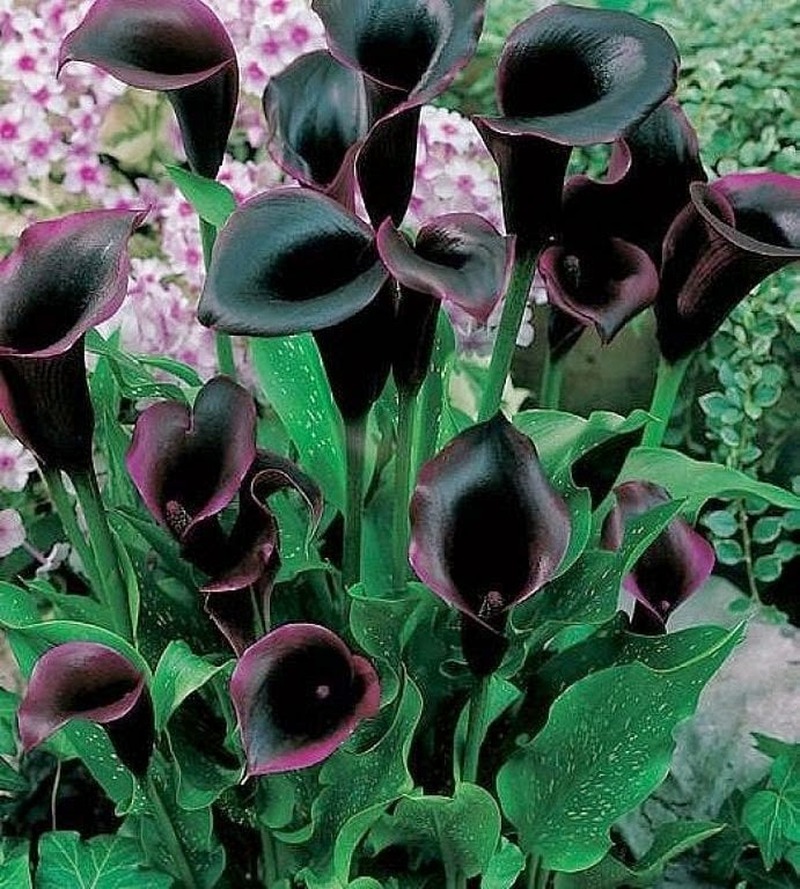 flores cor de ameixa