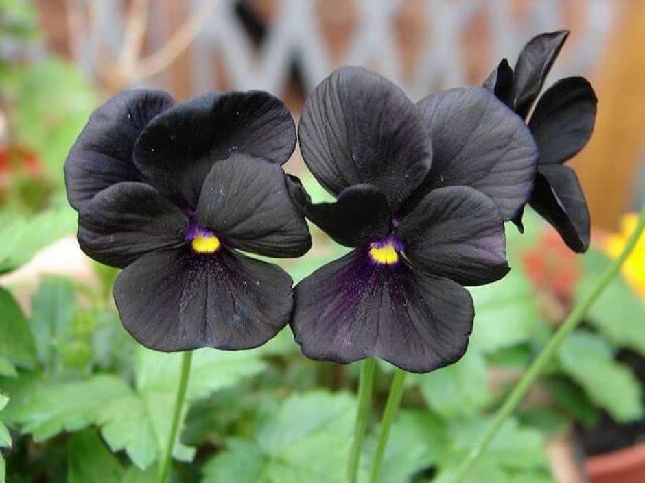 flores cor de ameixa