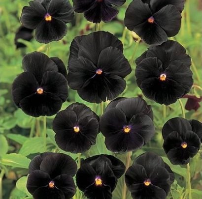 sementes de flores pretas