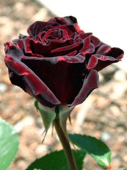 significado de flores pretas