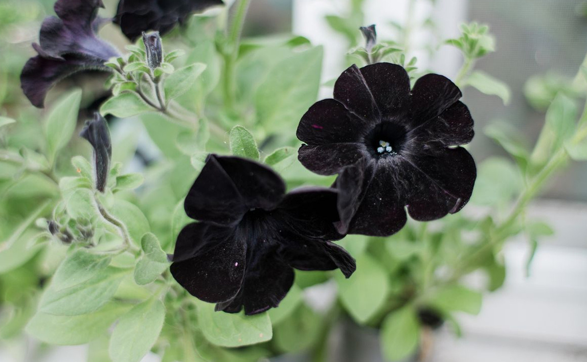 flores com antocianina