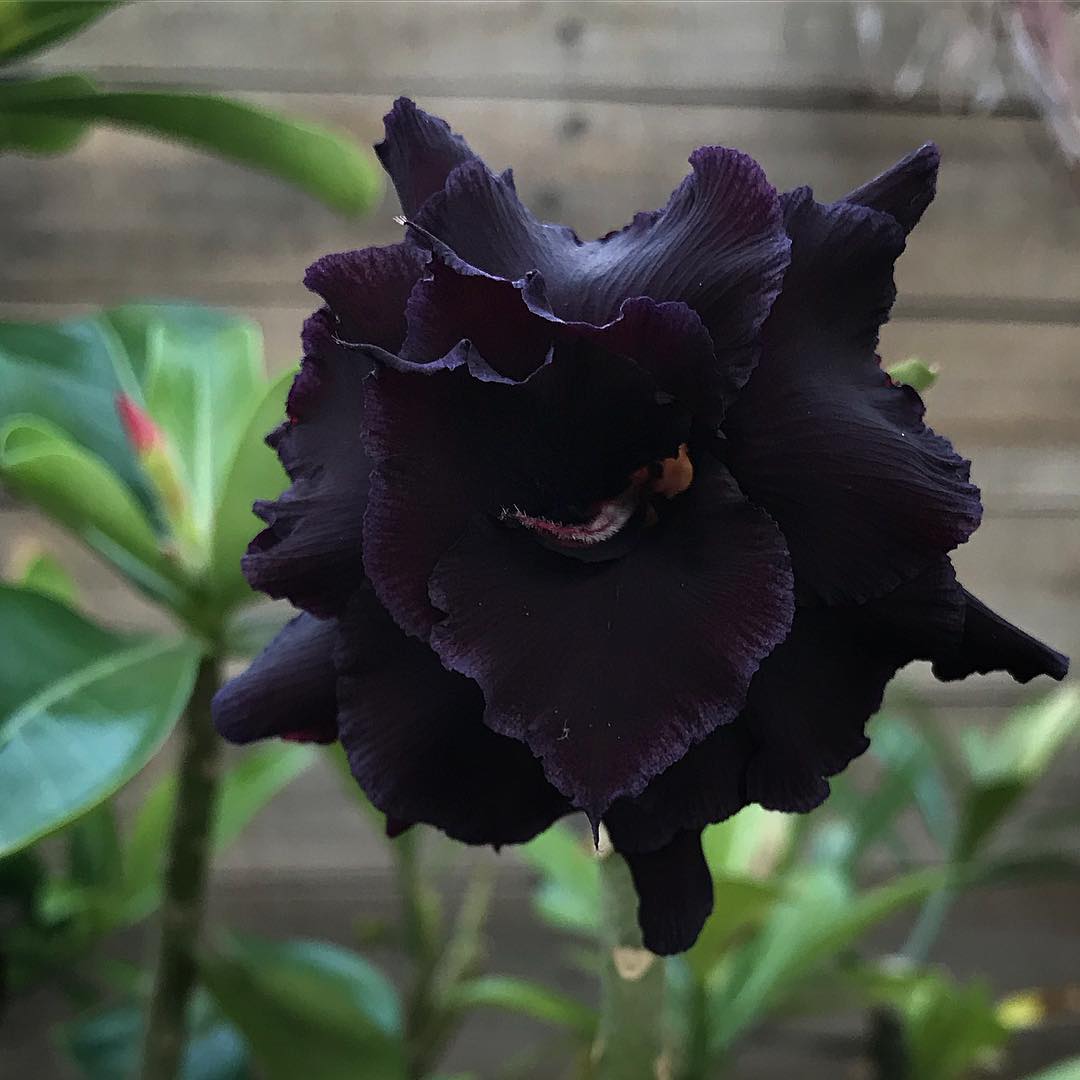 flores para buquê preto