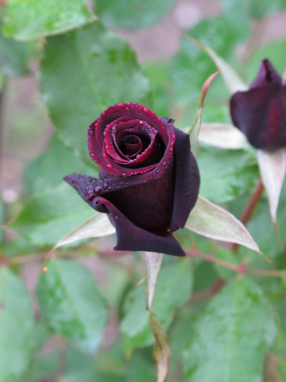 flores para decoração preta