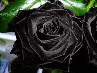 sementes de flores pretas
