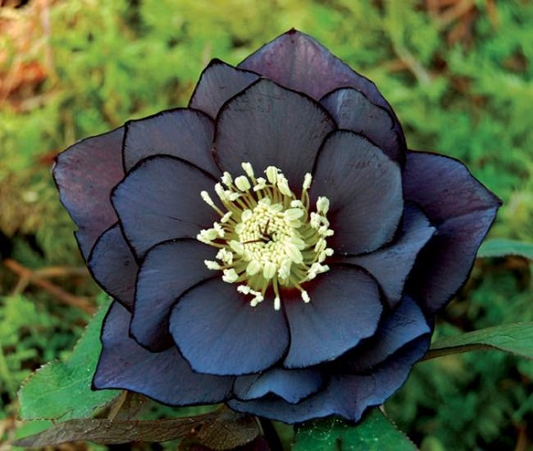 significado de flores pretas