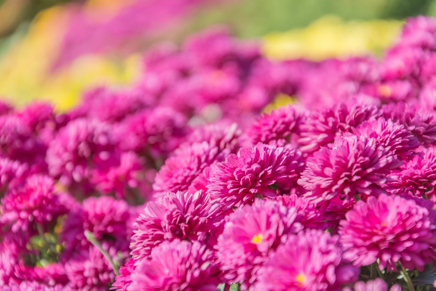 plantas que dão flores o ano inteiro