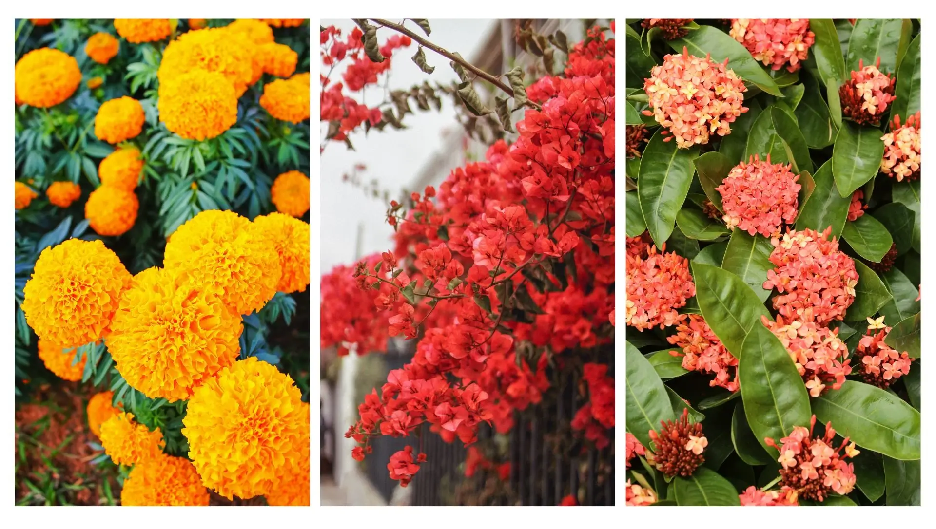 flores que não param de florir