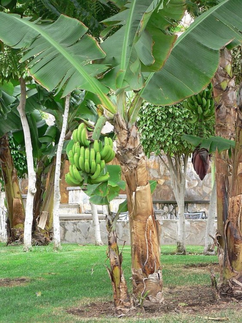 como usar folha de bananeira na culinária