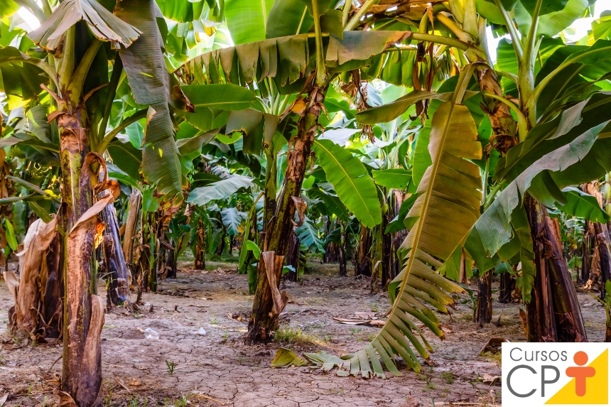 como usar folha de bananeira na culinária