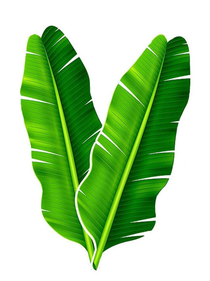 folha de bananeira para que serve
