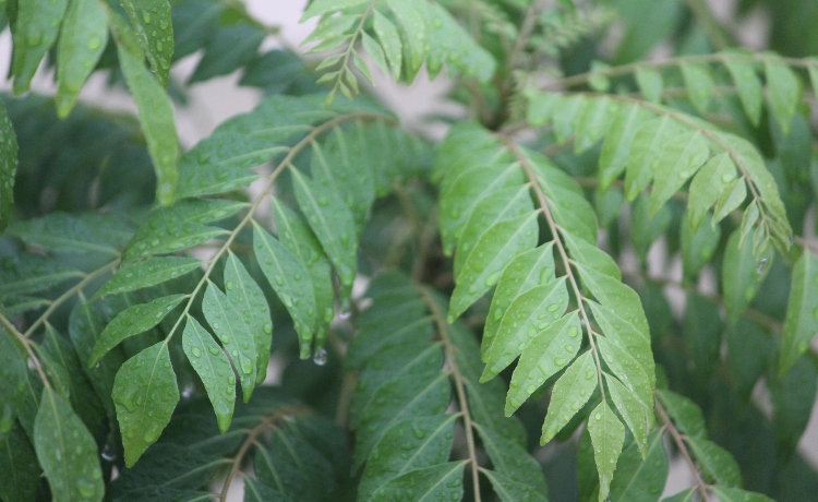 Como Cultivar sua Própria Planta de Curry em Casa