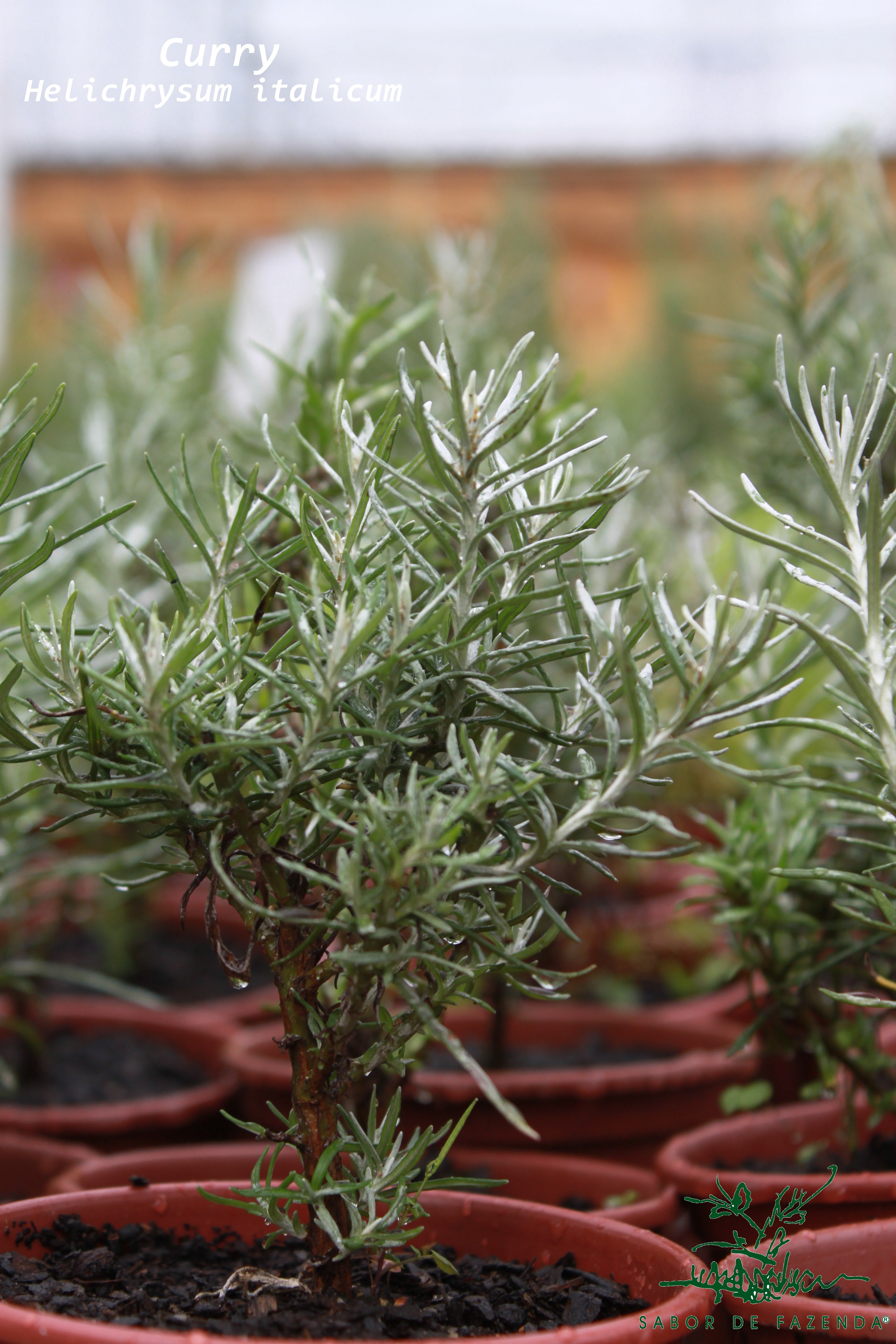 Diferenças Cruciais: Folha de Curry vs. Curry em Pó