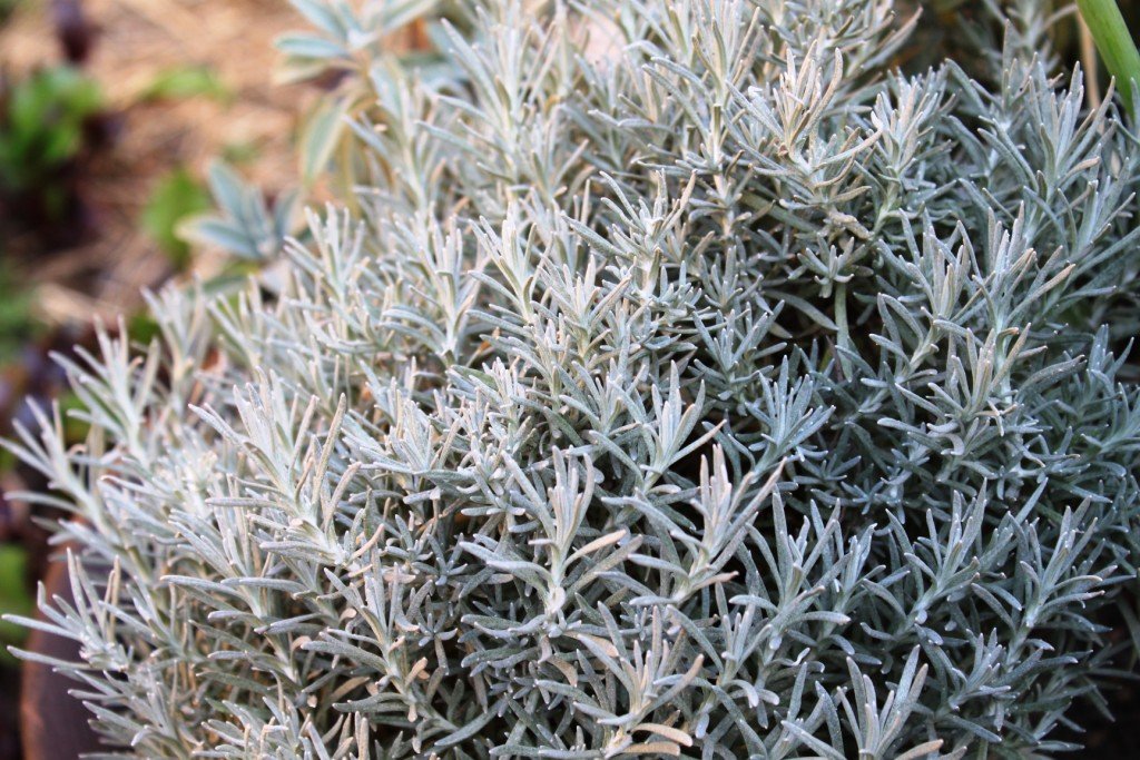 Os Benefícios Surpreendentes da Folha de Curry para a Saúde