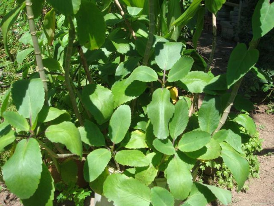 folha gorda medicinal