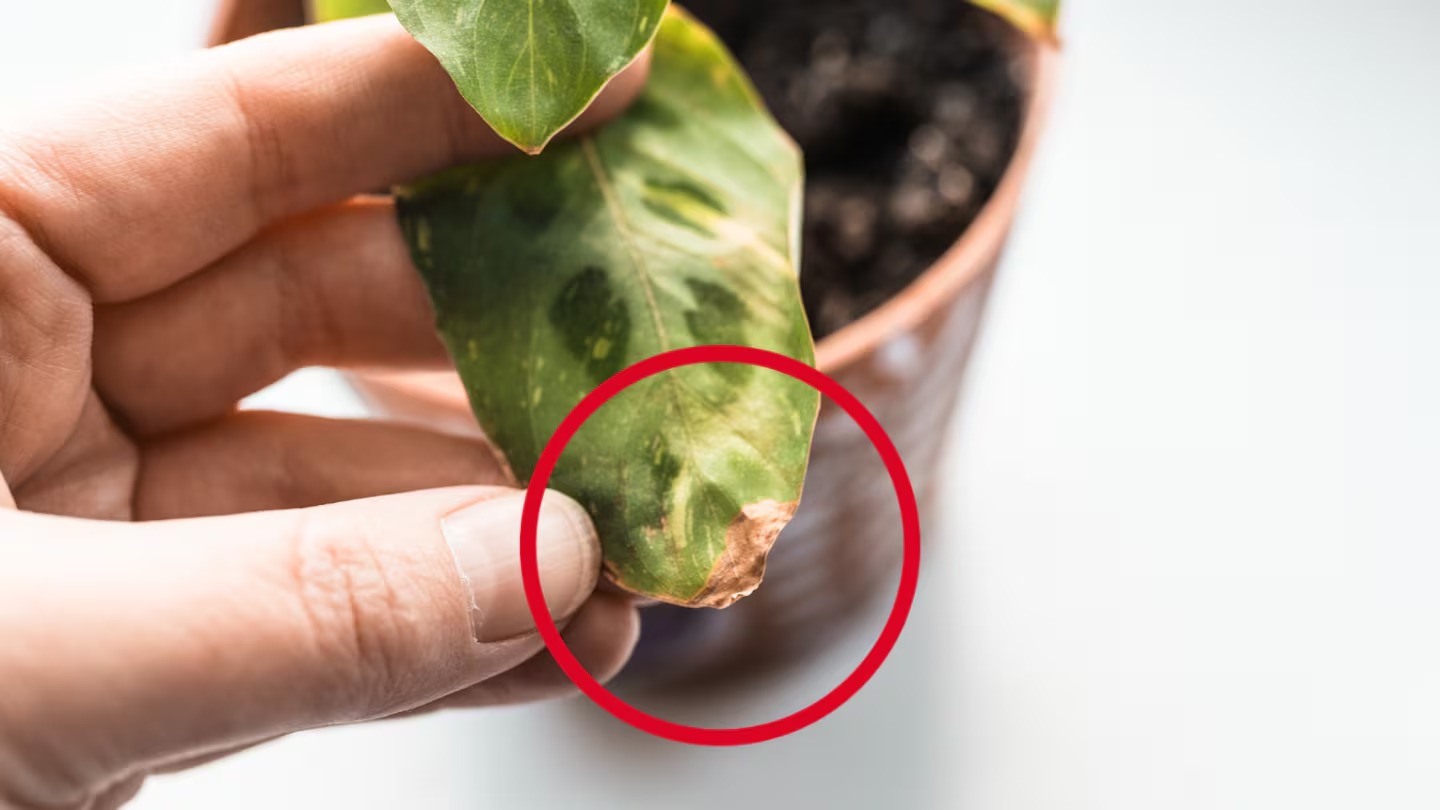 Quando e Como Transplantar suas Plantas para Vasos Maiores