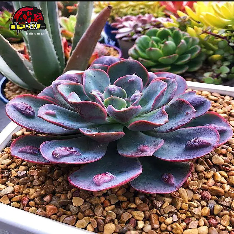 fotos de suculentas para jardim
