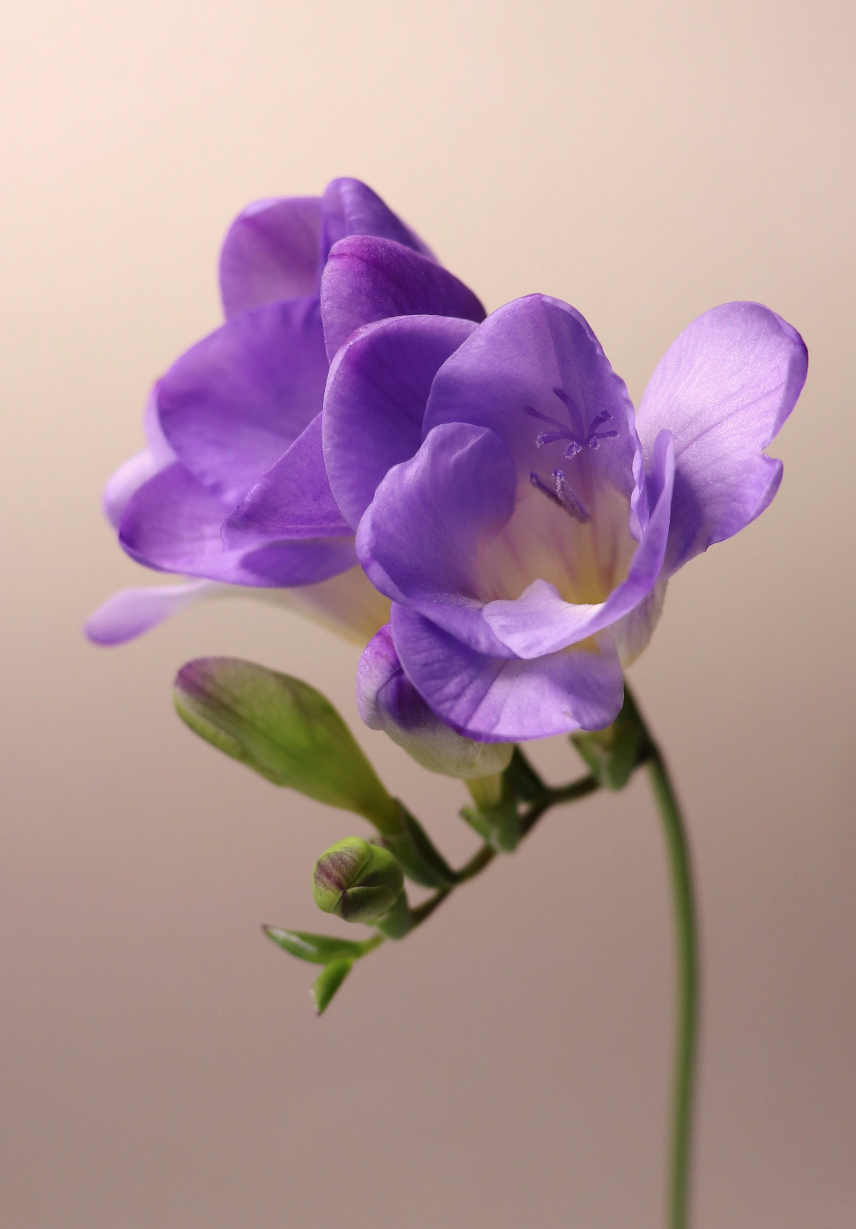 origem da flor frésia