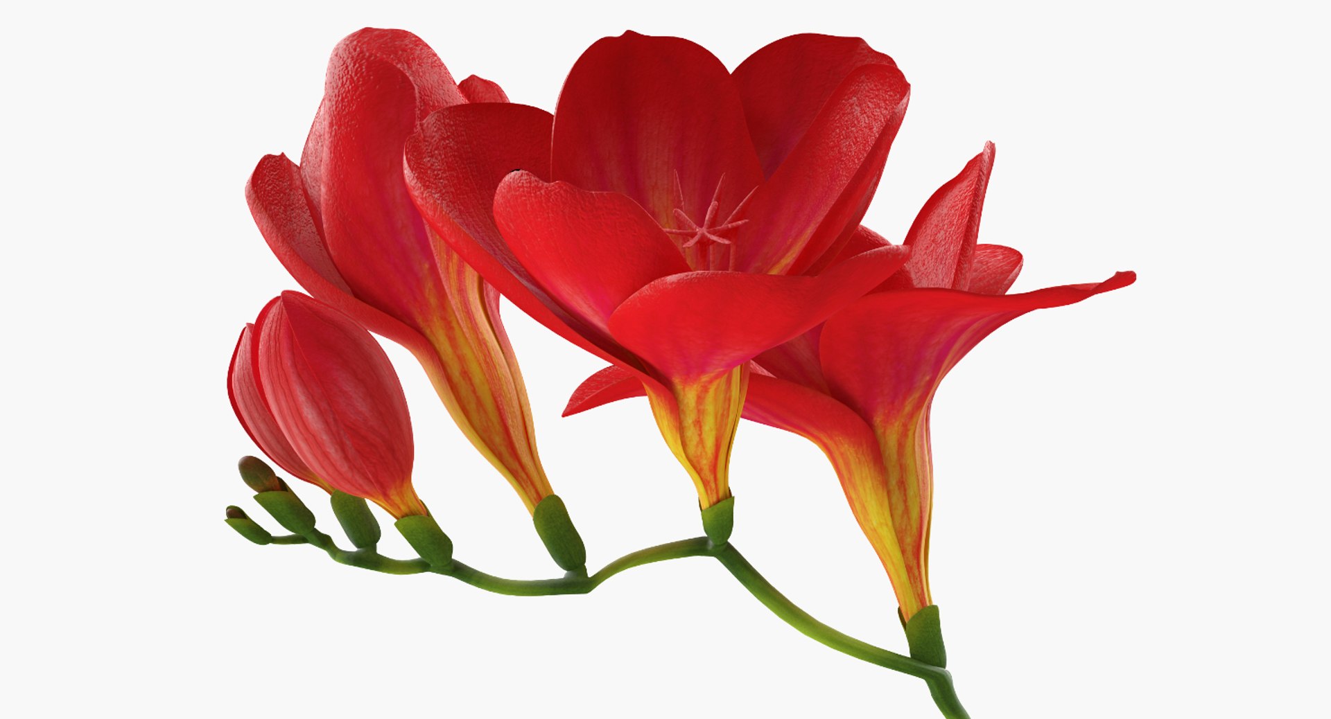 significado da flor frésia