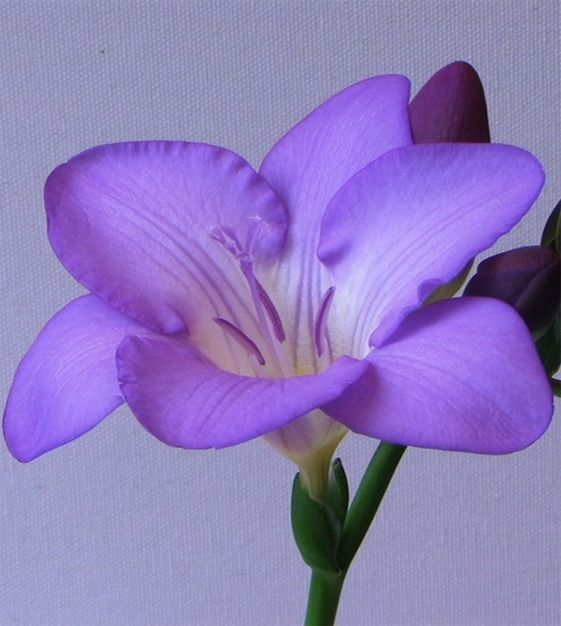 frésia perfumada