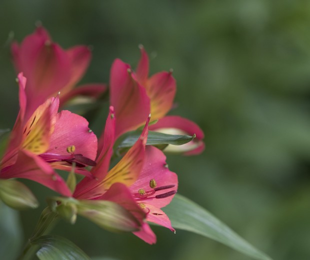 cultivo de bulbos de frésia