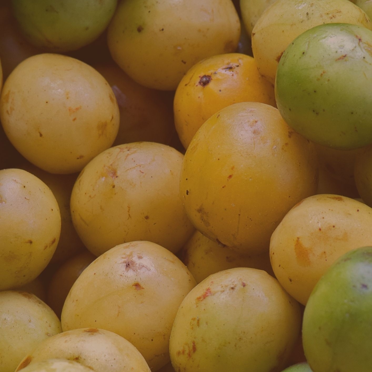 Umbuzeiro: Guia Completo de Cultivo e Cuidados