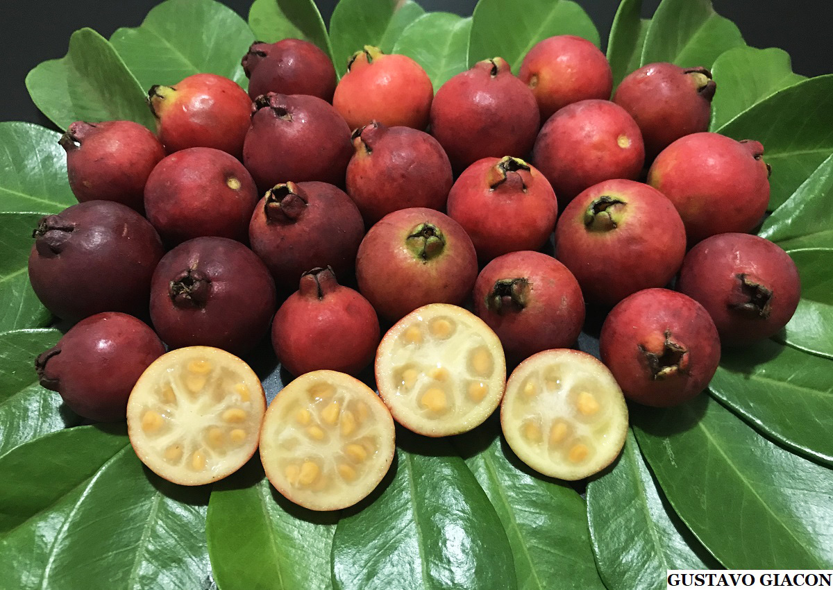 Fruta vermelha nativa do Brasil