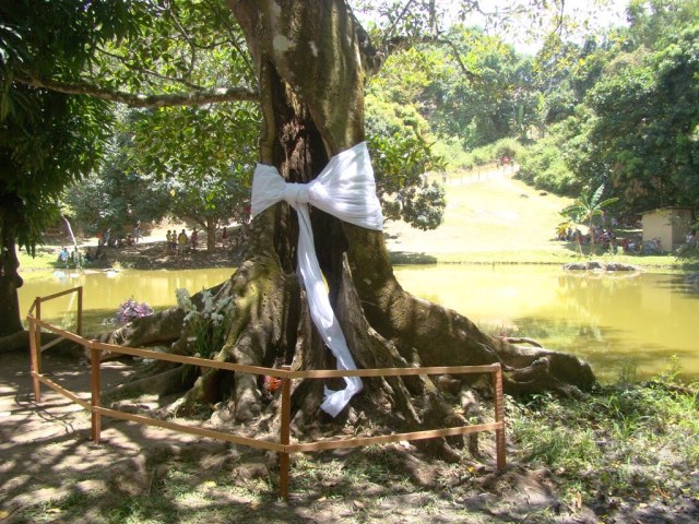 Gameleira Branca Iroko