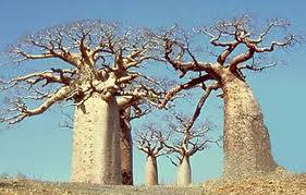 Guia Completo para Identificar Espécies de Ficus no Brasil