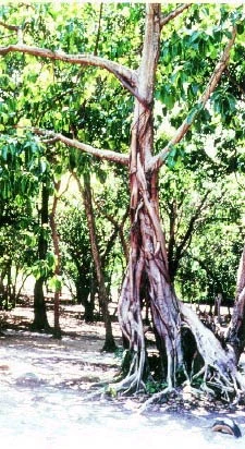 Madeira de Gameleira vs. Madeira de Iroko: Usos e Características