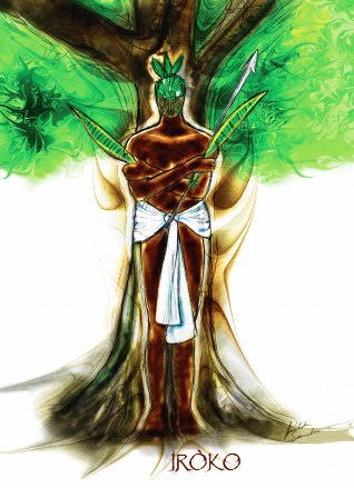 Guia Completo para Identificar Espécies de Ficus no Brasil