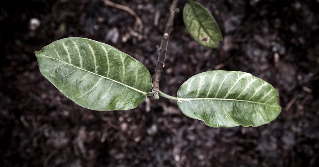 Gameleira Branca Iroko
