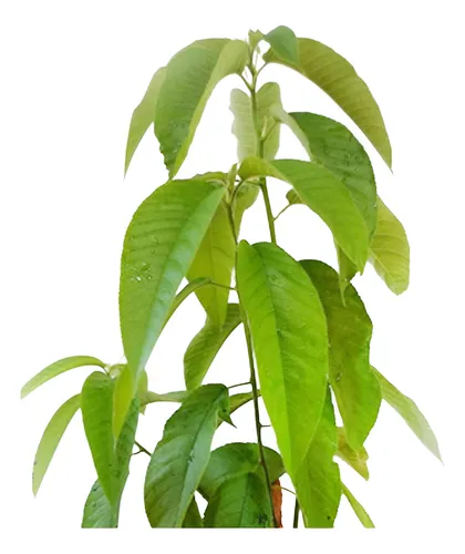 A Importância da Gameleira Branca nos Rituais de Candomblé