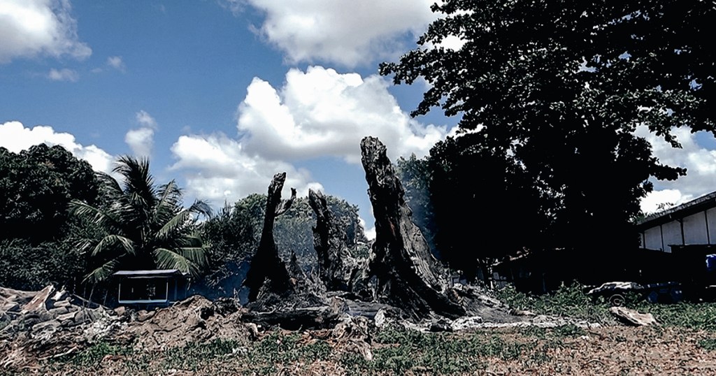 Iroko: O Orixá do Tempo e sua Adaptação Cultural no Brasil