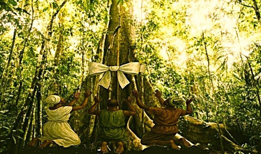 Madeira de Gameleira vs. Madeira de Iroko: Usos e Características