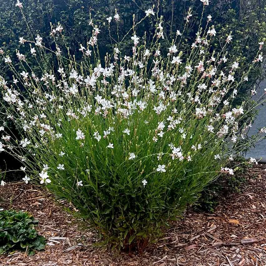 Gaura lindheimeri