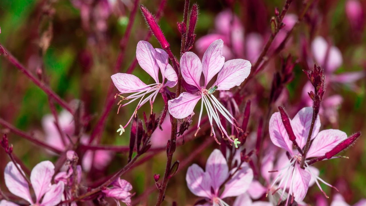 Gaura branca
