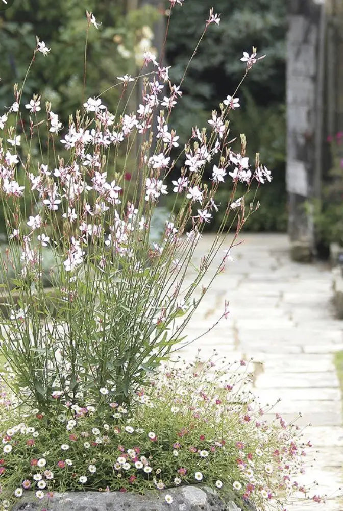 Gaura rosa