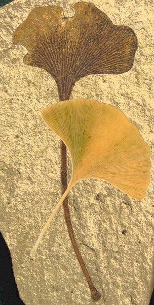 ginkgo biloba a arvore fossil