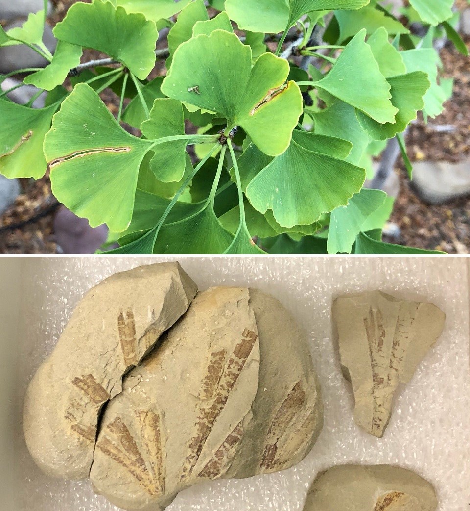 5 Fatos Surpreendentes sobre o Ginkgo Biloba