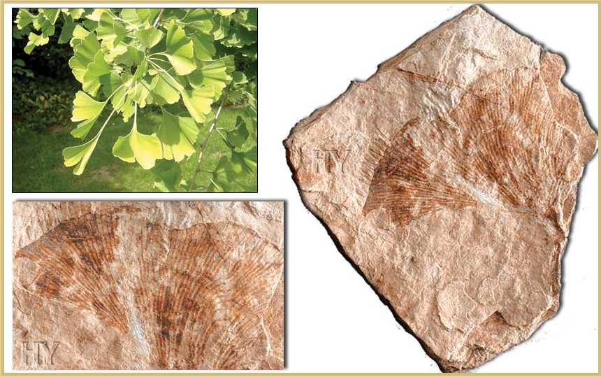 Ginkgo Biloba: Benefícios e Cuidados Essenciais