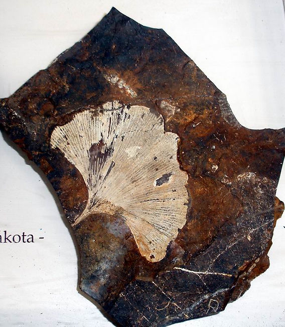 Cultivando Ginkgo Biloba em Casa: Guia Completo